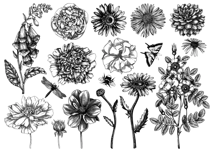 Hand-sketched flower illustrations collection. Vintage summer florals drawing set. Detailed and elegant garden plant on white background. Botanical elements in engraved style.
